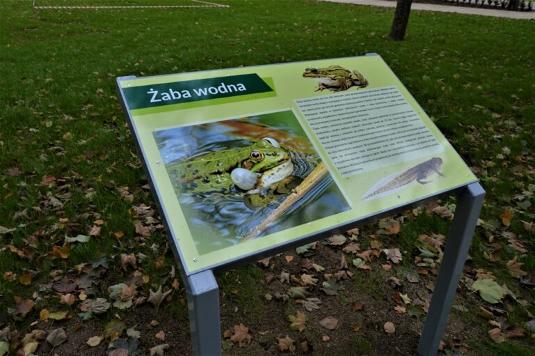 Ciekawostki dotyczące Zaby wodnej na tablicy informacyjnej w parku koło turbinki